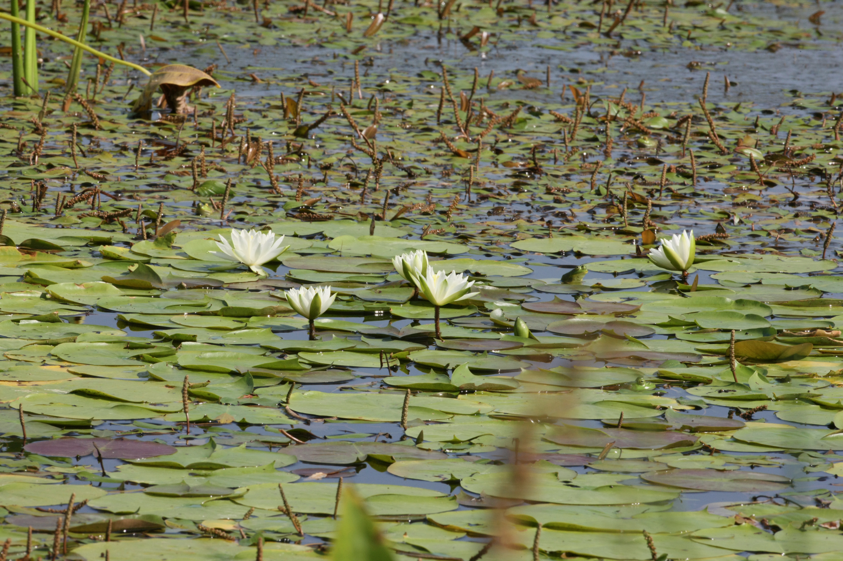 Full Size Image = 15616 K