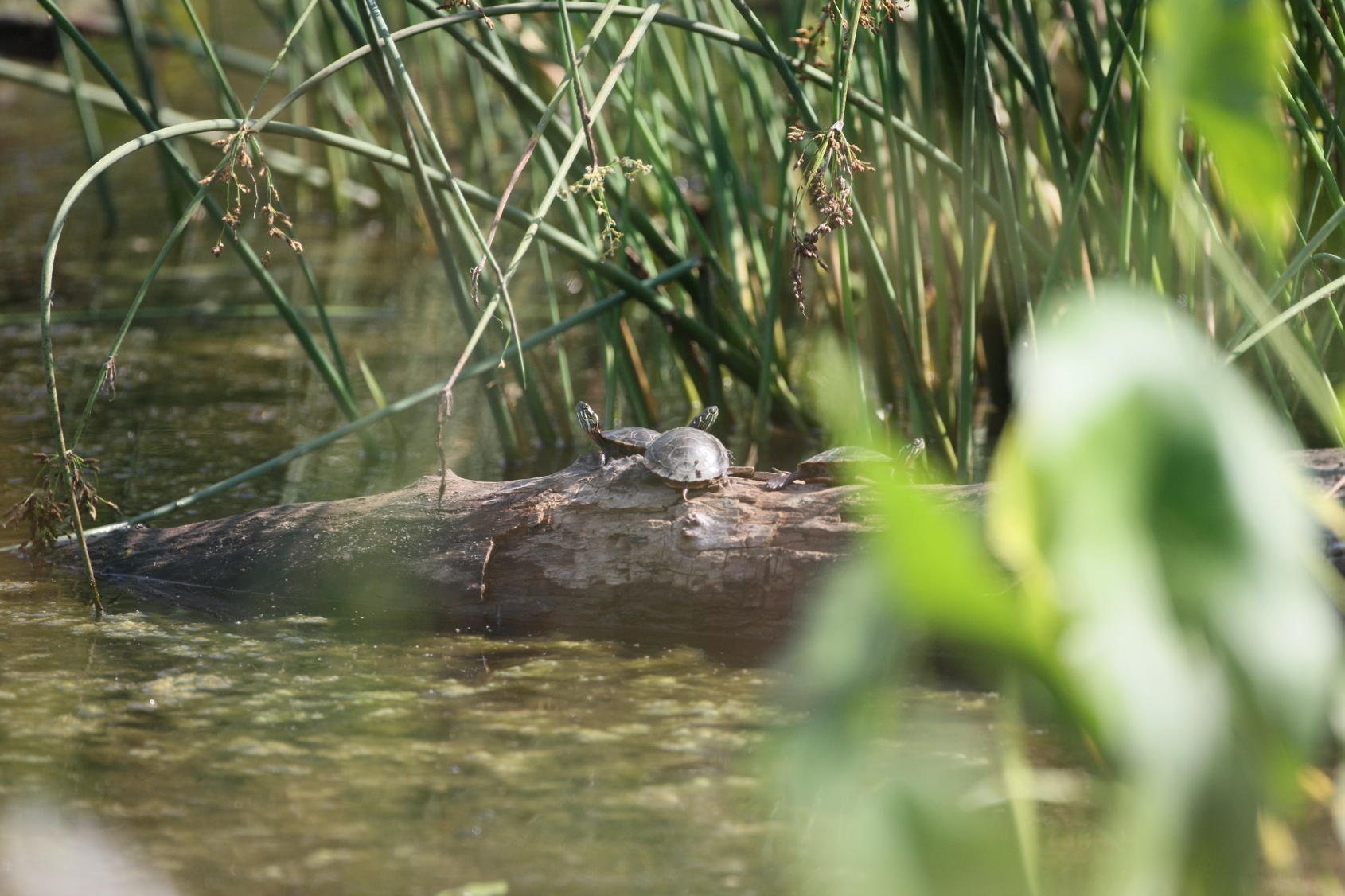 Full Size Image = 13153 K