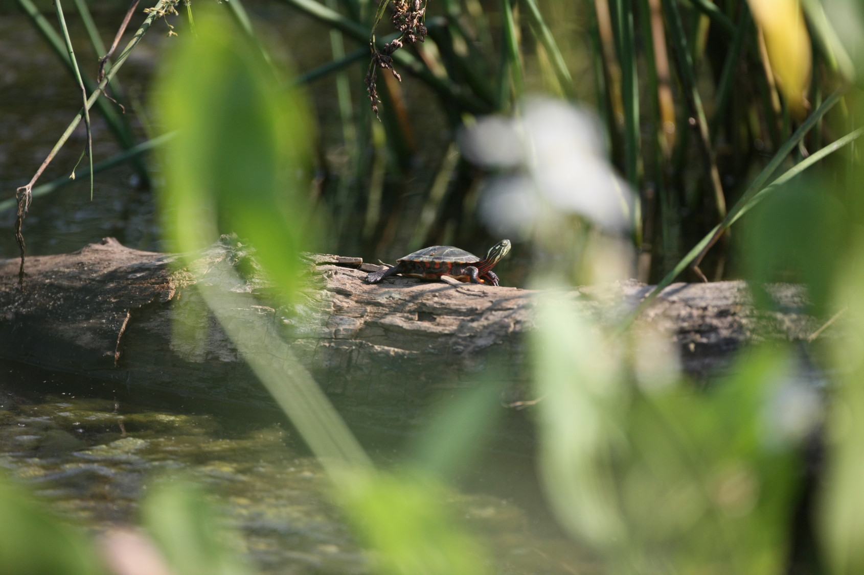 Full Size Image = 11917 K