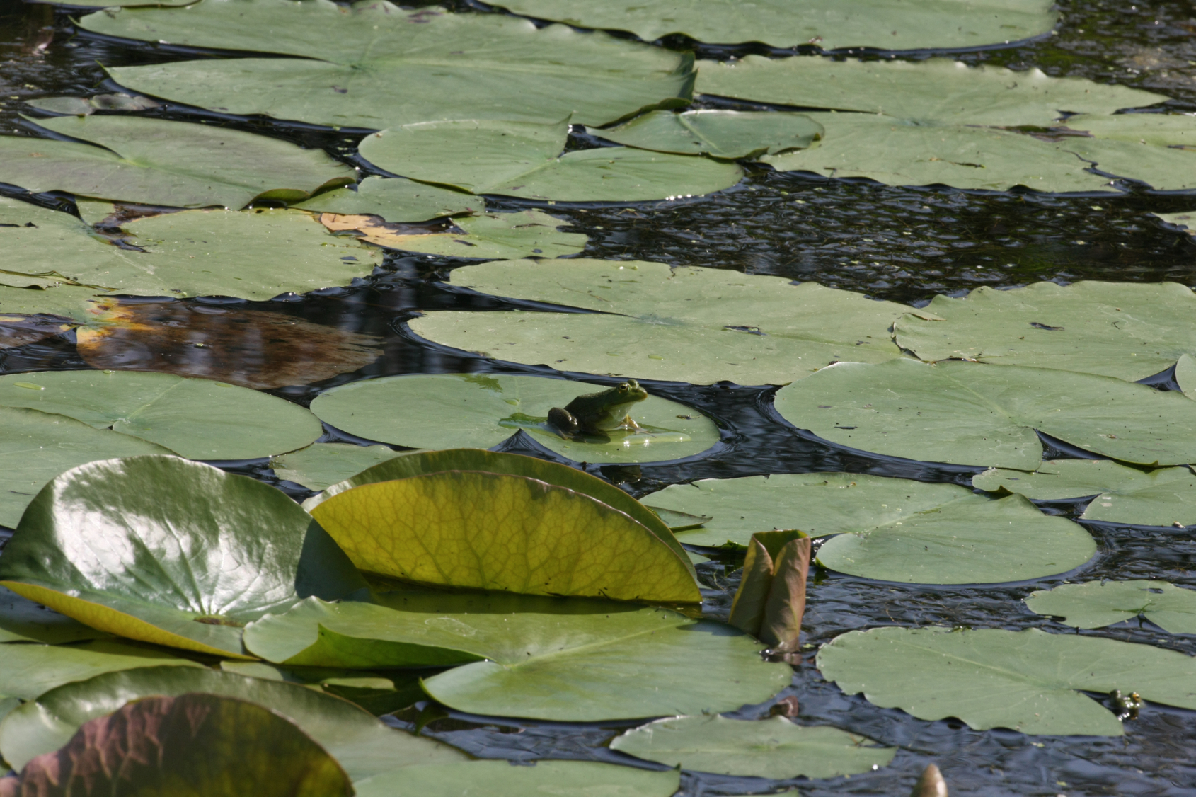 Full Size Image = 13357 K