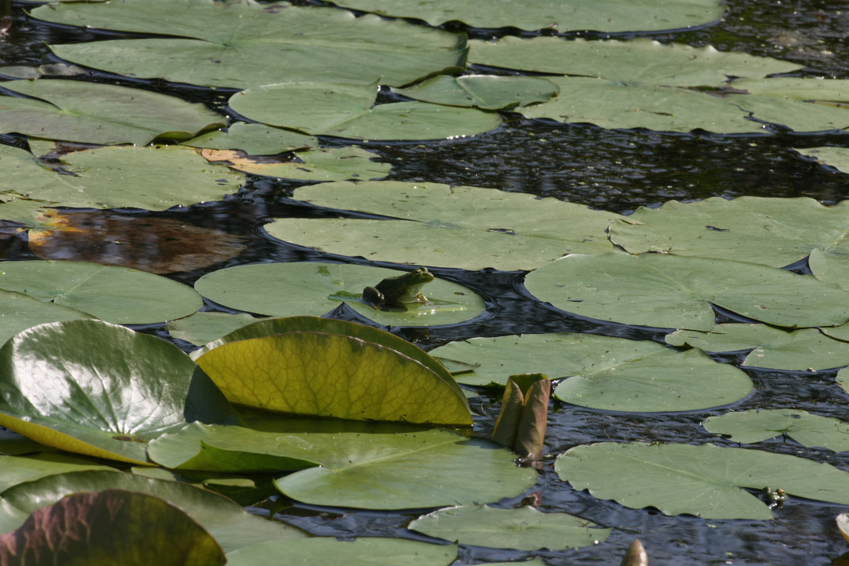 Full Size Image = 13169 K