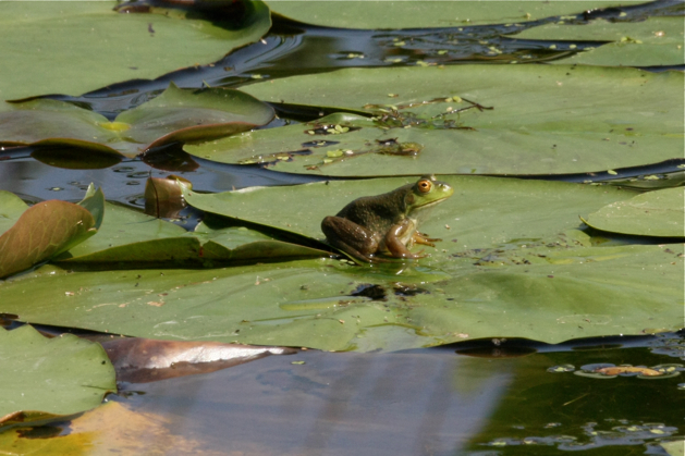 Full Size Image = 1791 K