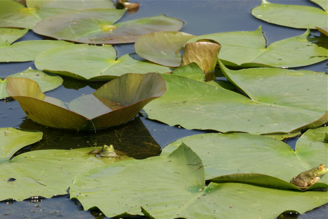 Full Size Image = 5066 K