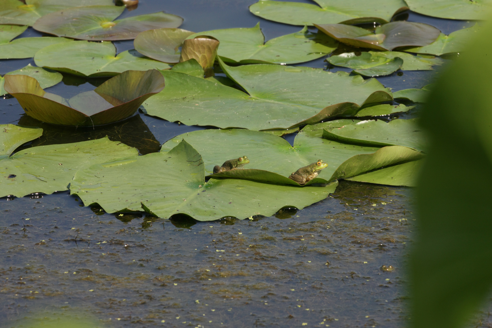 Full Size Image = 13428 K