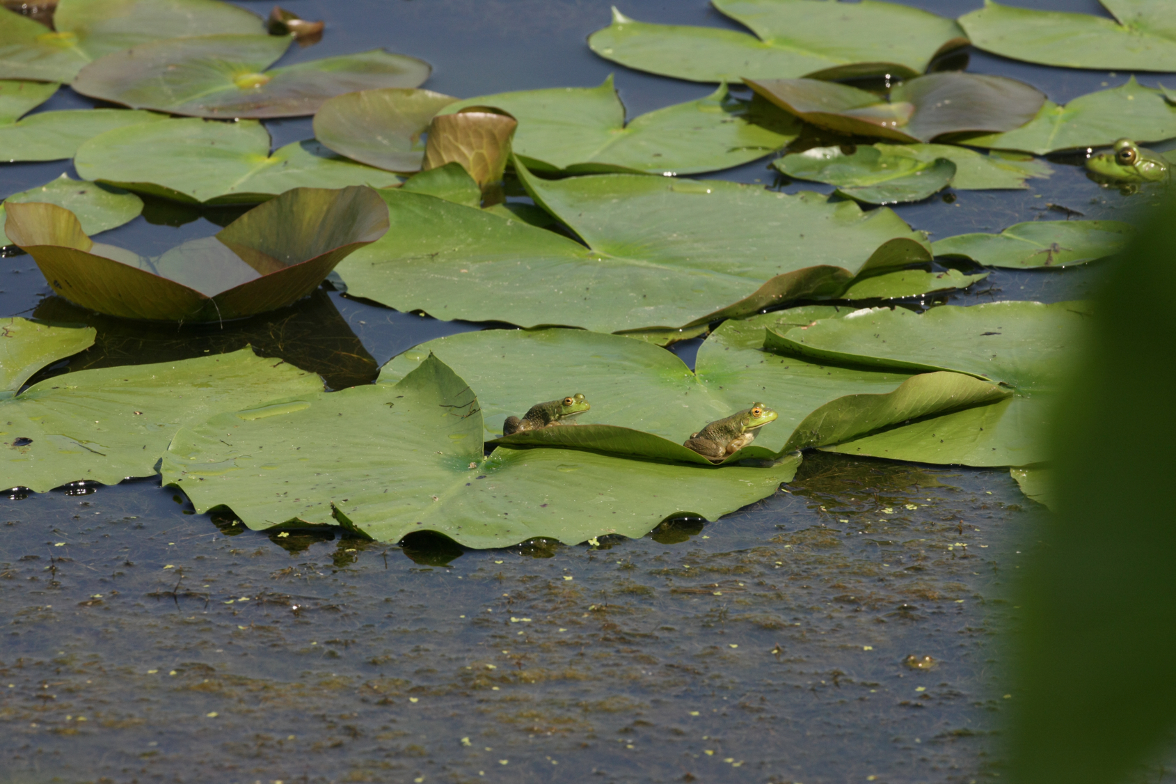 Full Size Image = 13405 K