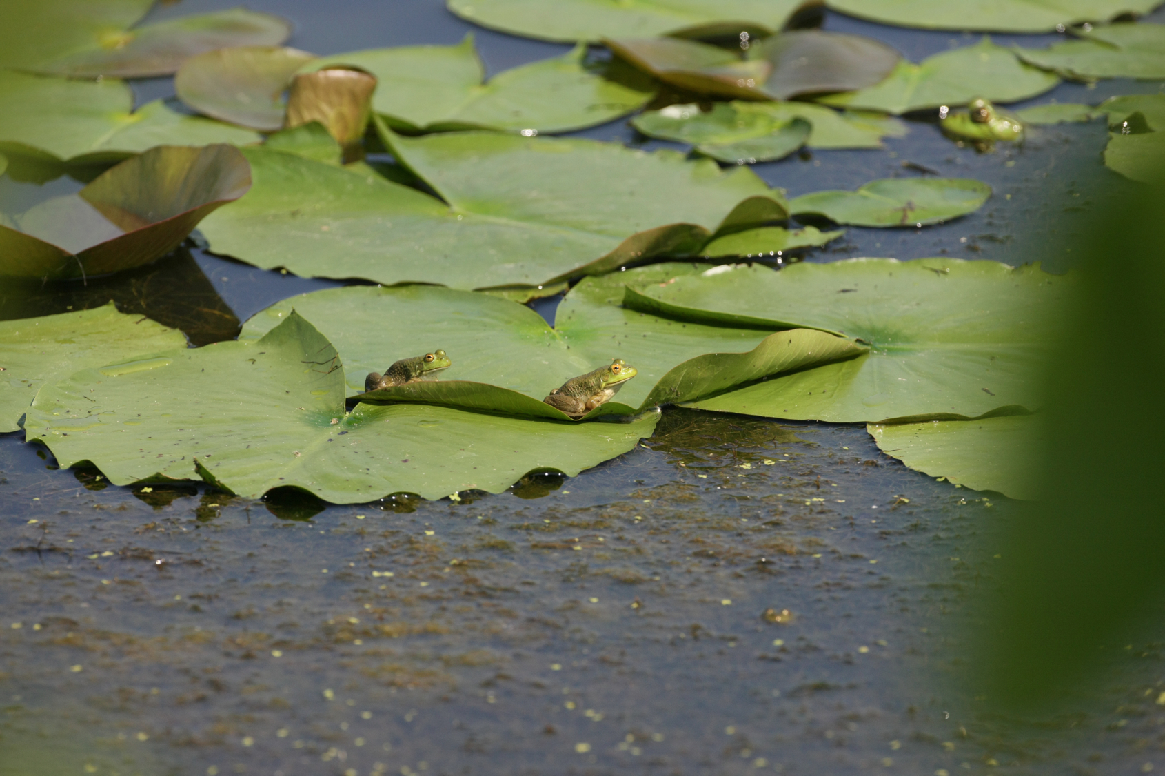 Full Size Image = 12992 K