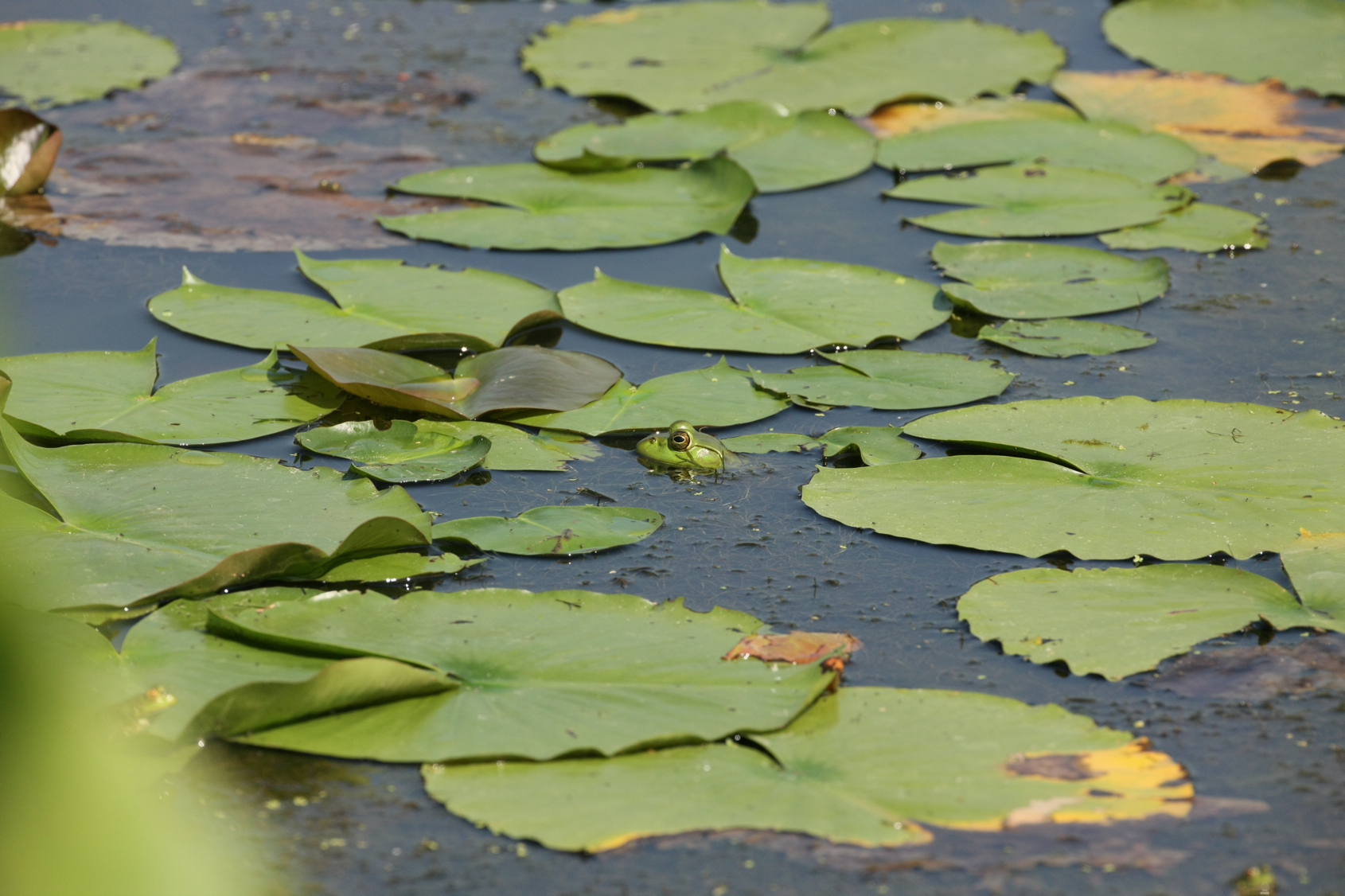 Full Size Image = 13065 K