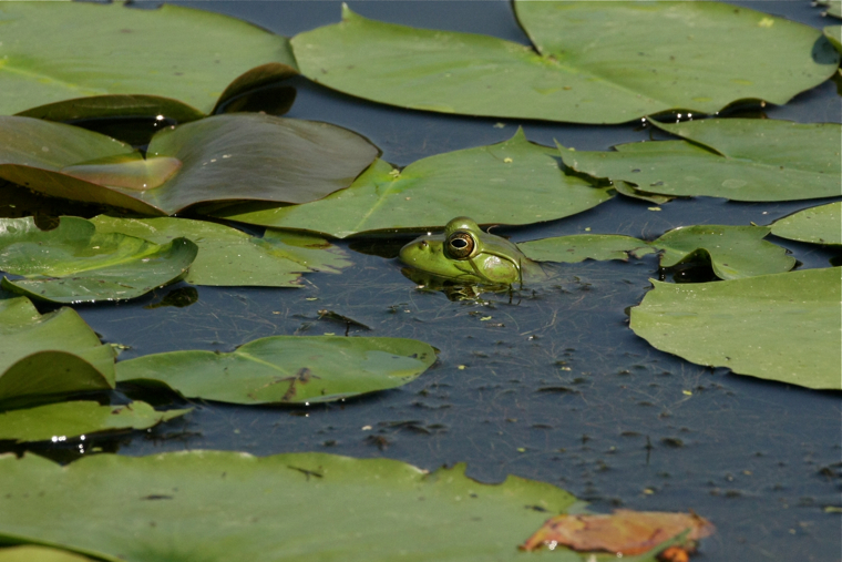 Full Size Image = 2458 K