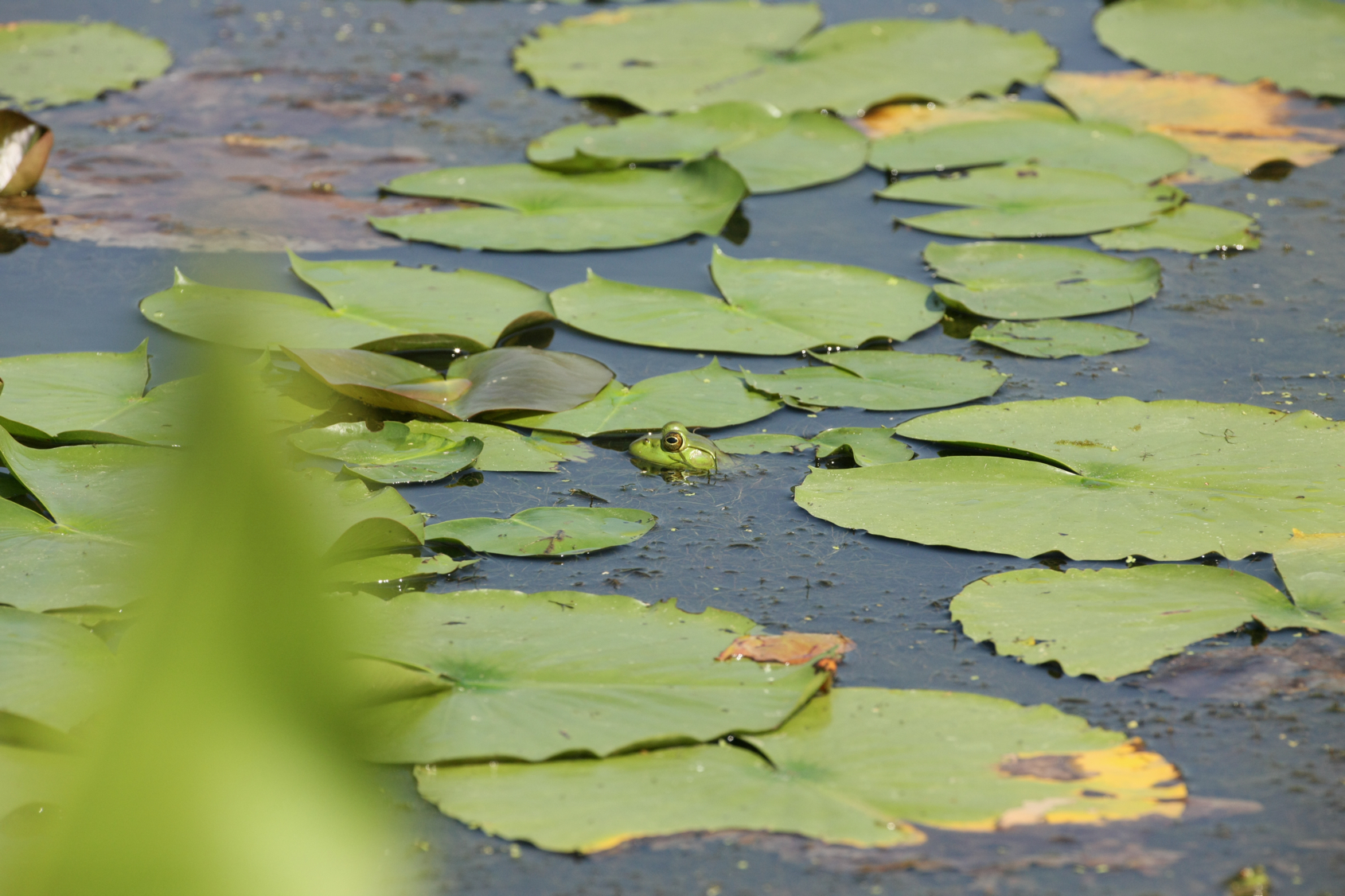 Full Size Image = 12435 K