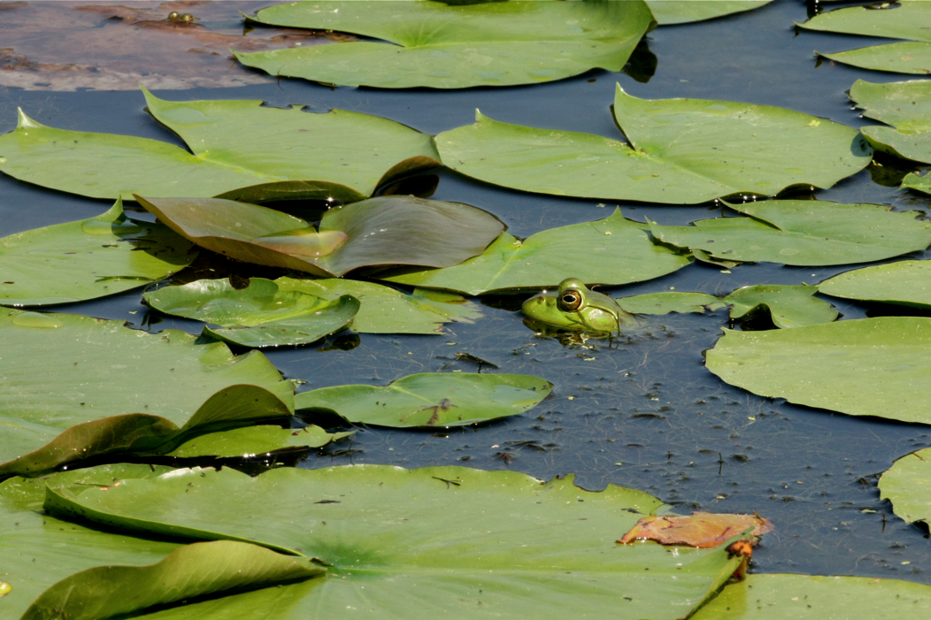 Full Size Image = 5182 K