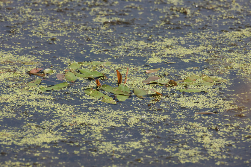 Full Size Image = 5116 K