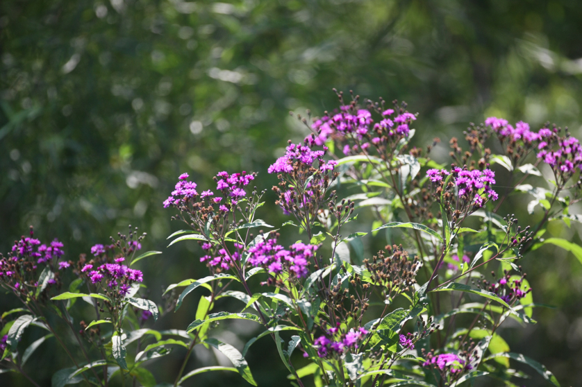 Full Size Image = 4475 K