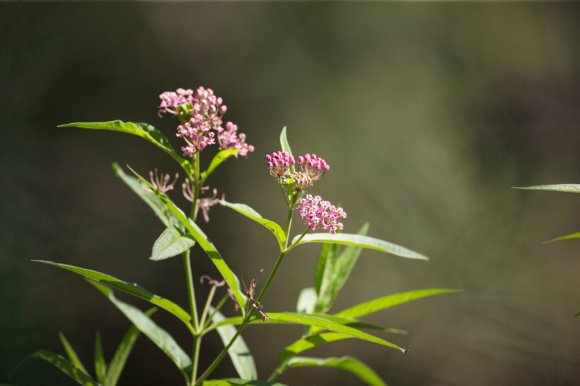 Full Size Image = 3952 K