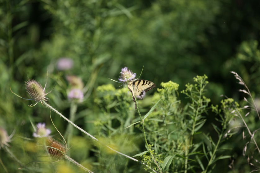 Full Size Image = 3674 K