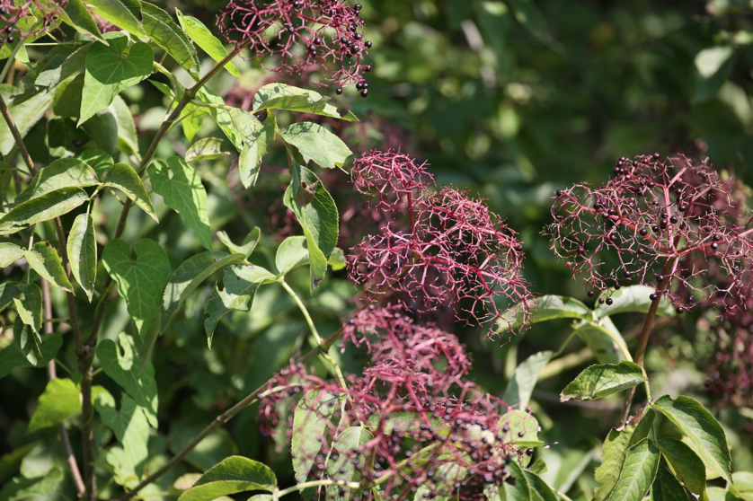 Full Size Image = 4893 K