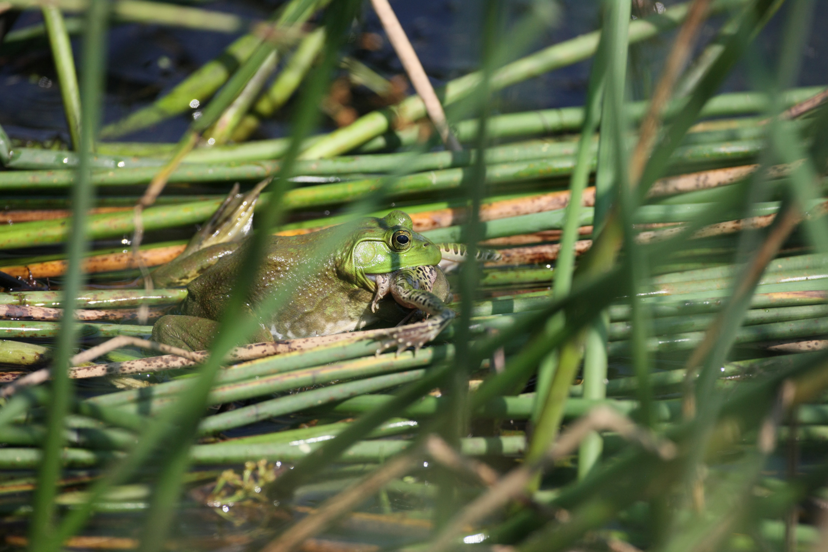 Full Size Image = 13430 K