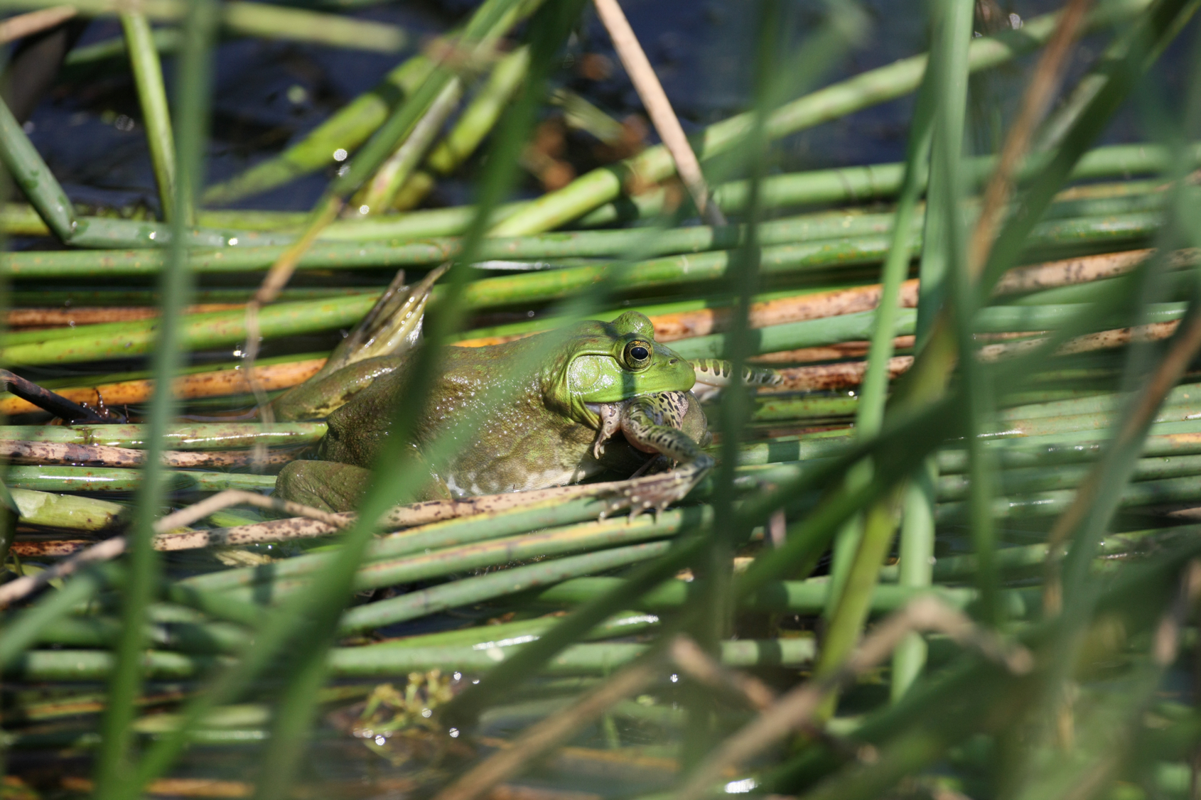 Full Size Image = 13484 K