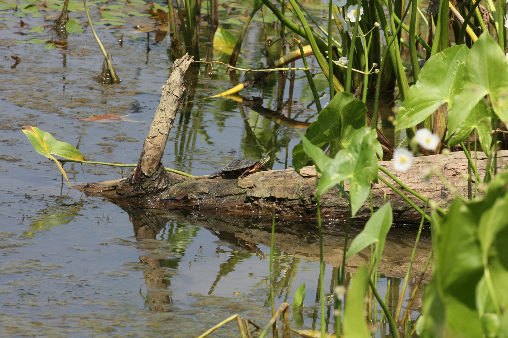 Full Size Image = 15193 K