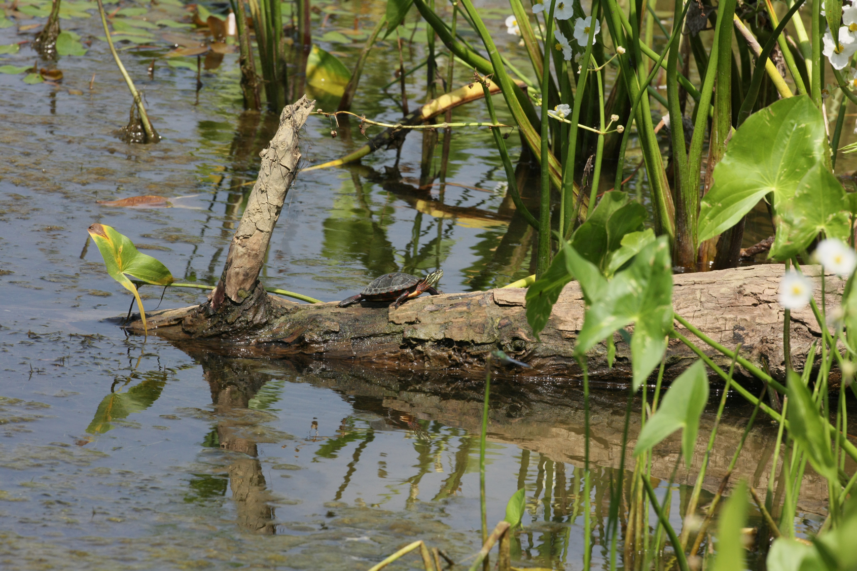 Full Size Image = 15481 K