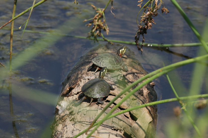 Full Size Image = 4051 K