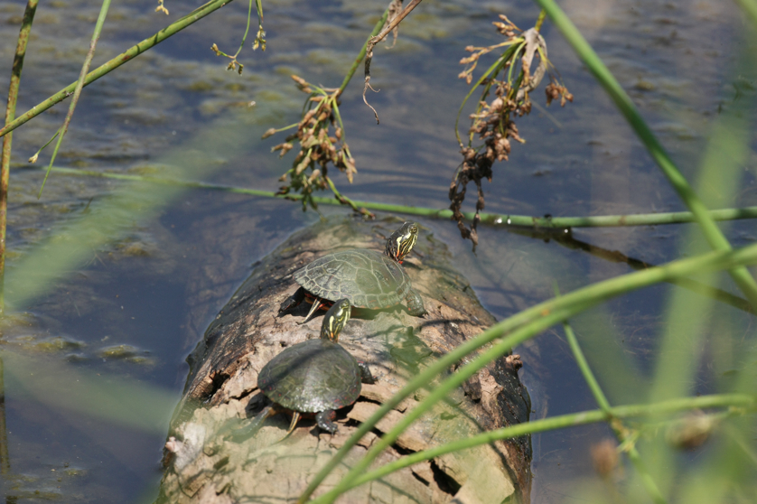 Full Size Image = 4038 K