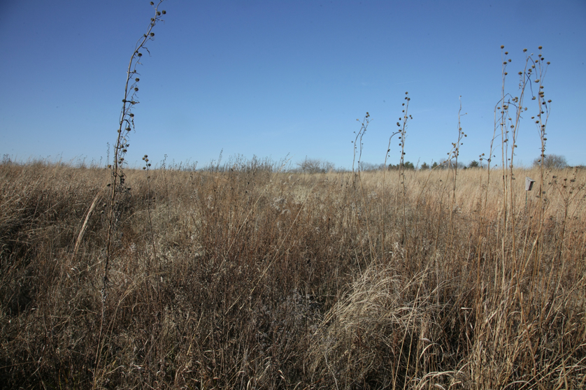 Full Size Image = 5636 K