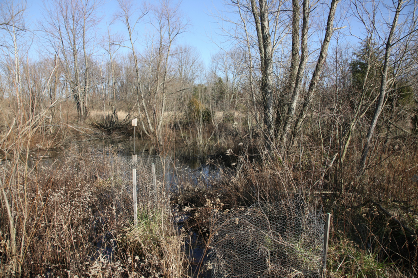 Full Size Image = 8175 K