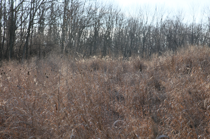 Full Size Image = 6025 K