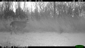 deer nov 2011