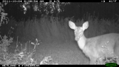 deer1