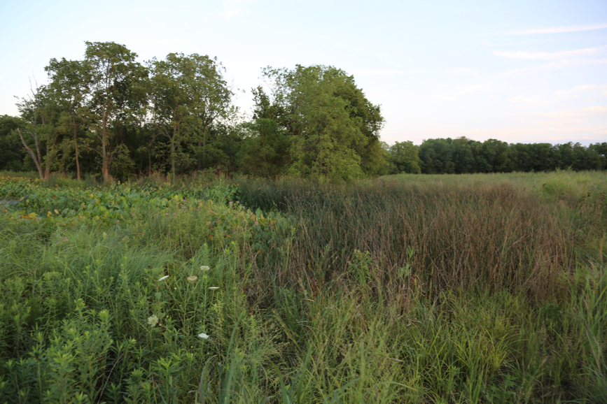 Full Size Image = 4533 K