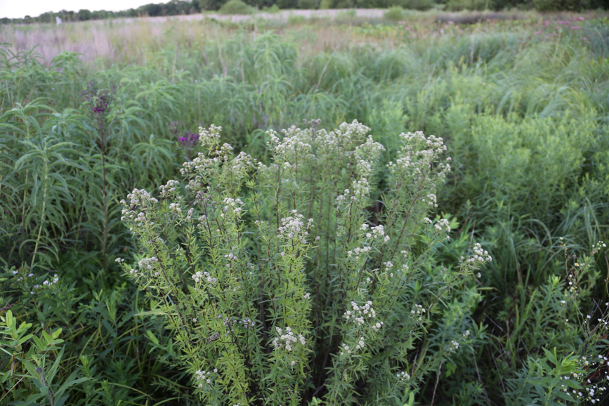 Full Size Image = 4655 K