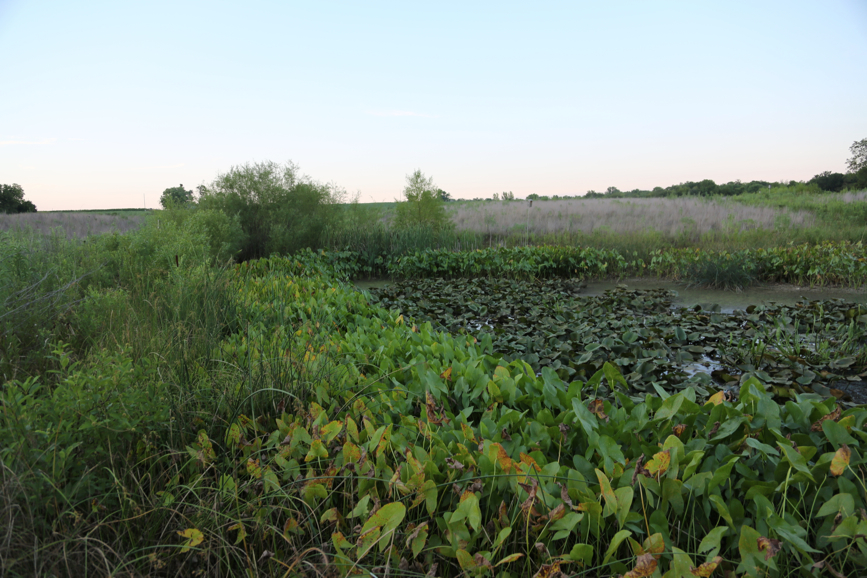 Full Size Image = 3981 K