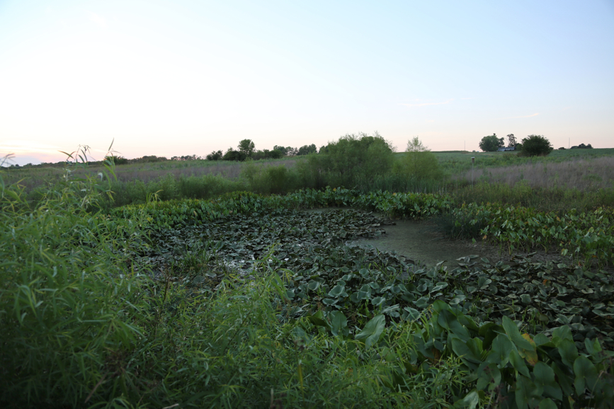 Full Size Image = 3637 K