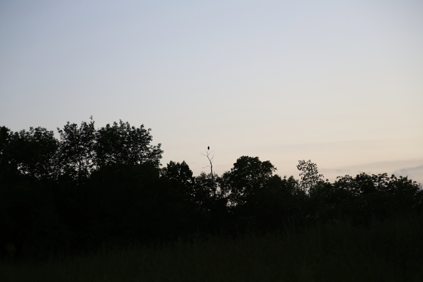 Full Size Image = 2131 K