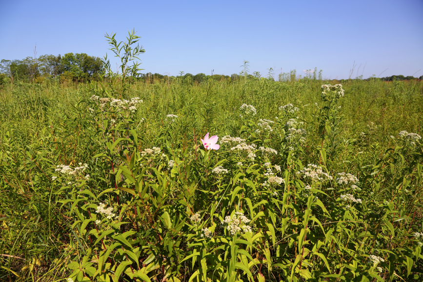 Full Size Image = 7688 K