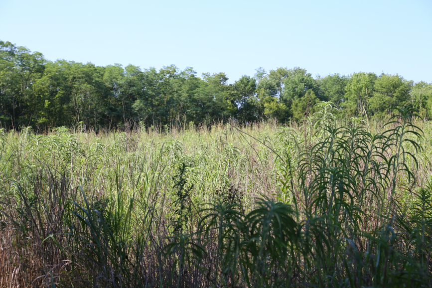 Full Size Image = 6156 K