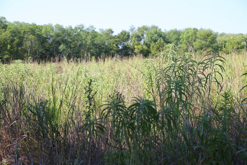 Full Size Image = 5399 K