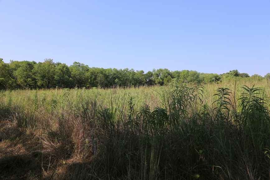 Full Size Image = 5203 K