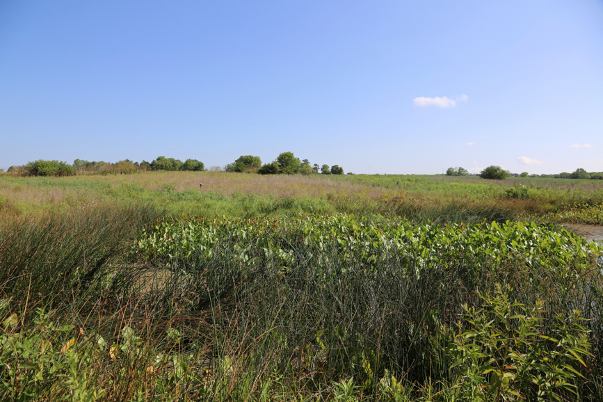 Full Size Image = 6228 K