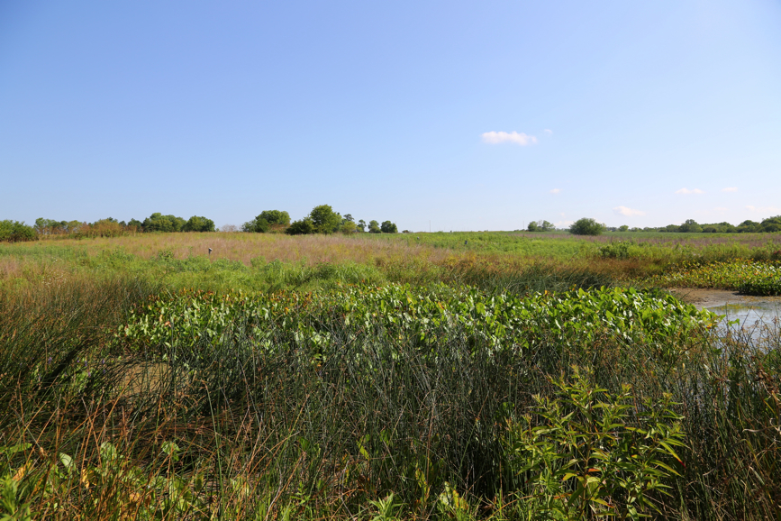 Full Size Image = 6276 K