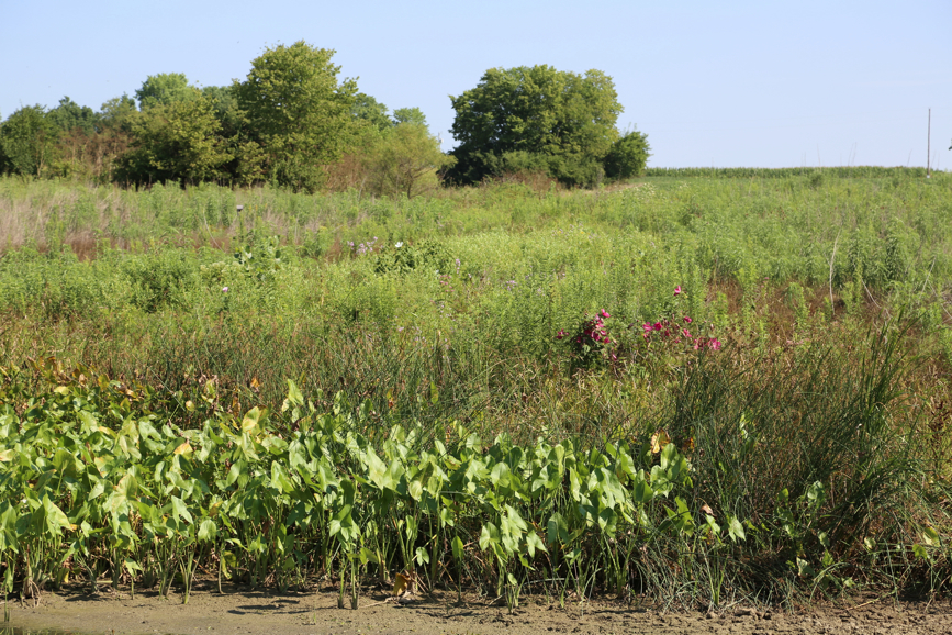 Full Size Image = 7043 K