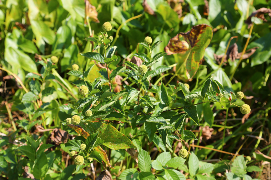 Full Size Image = 4321 K