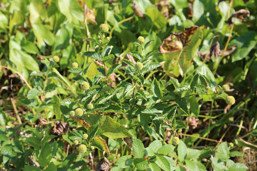 Full Size Image = 4173 K