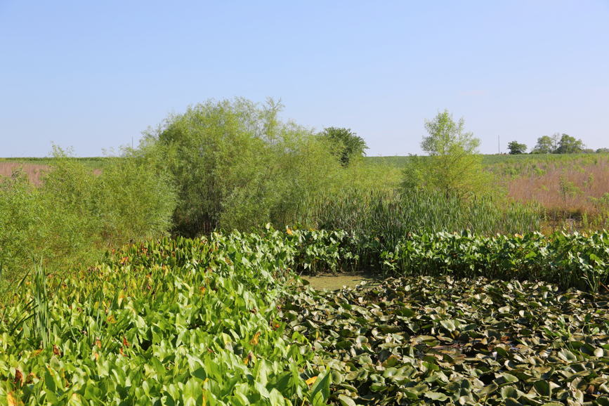 Full Size Image = 6949 K