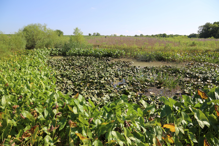 Full Size Image = 6854 K