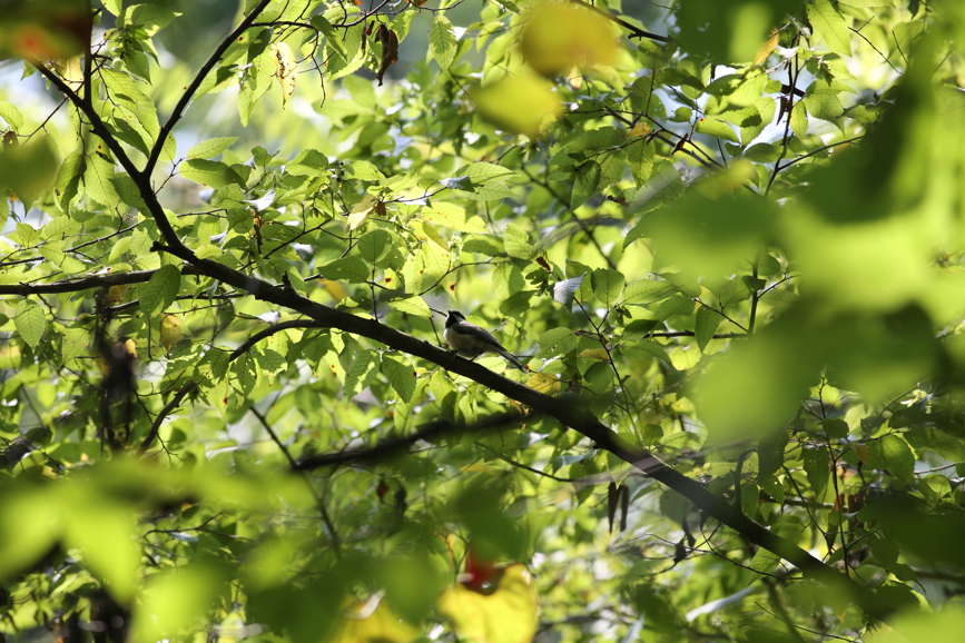 Full Size Image = 4675 K