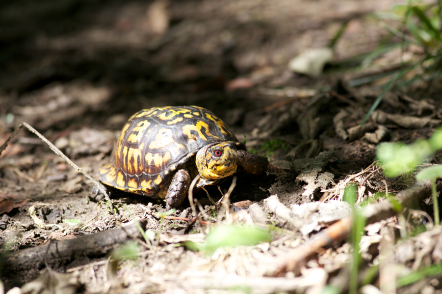 Full Size Image = 3446 K