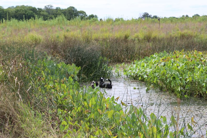 Full Size Image = 6695 K