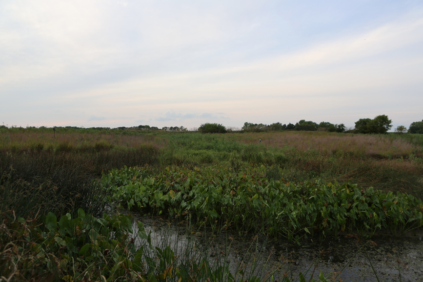 Full Size Image = 3728 K